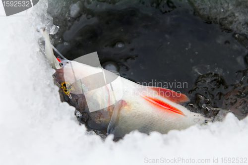 Image of On a perch  fishing