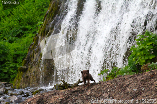 Image of The scared Blue Arctic fox against falls