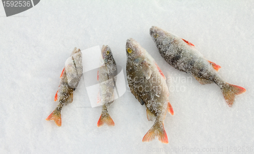 Image of On a perch  fishing