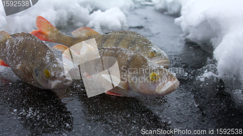 Image of On a perch  fishing