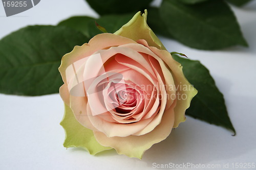 Image of Wonderful pink rose against white background