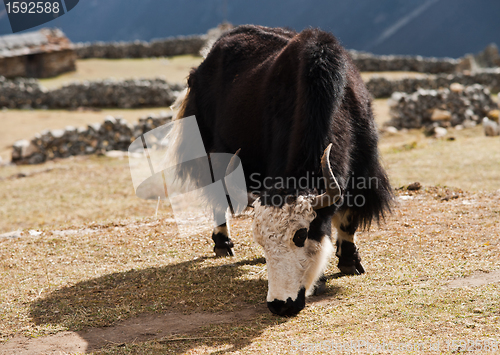 Image of rural life in Nepal: Yak and highland village