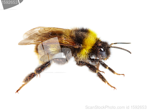 Image of bumblebee