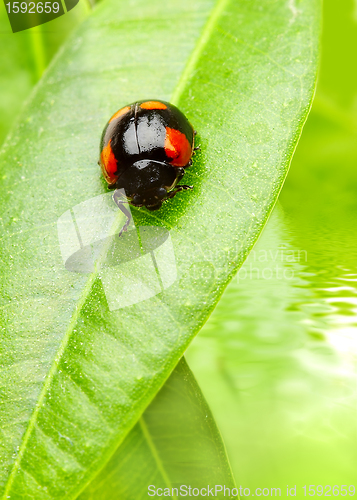 Image of The small bug on a leaf of a plant.