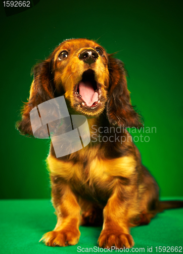 Image of puppy dachshund