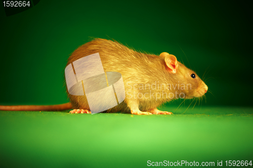 Image of Rat on a green background