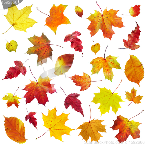 Image of Autumn leaves on a white background