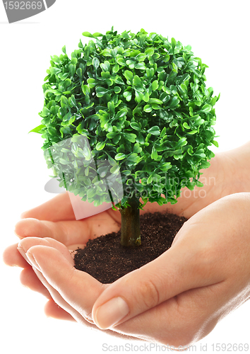 Image of Human hands and tree