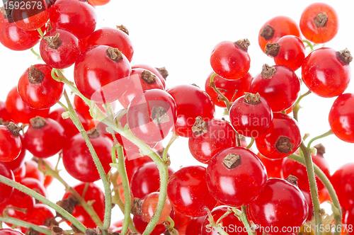 Image of fresh currant