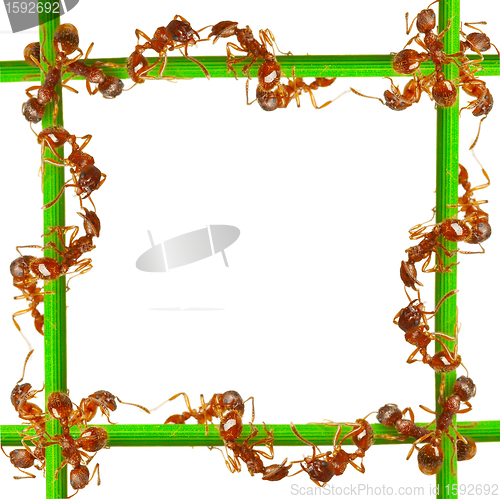 Image of Ants