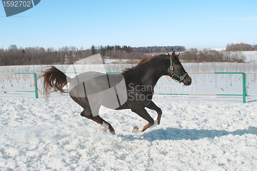 Image of Skipping horse.