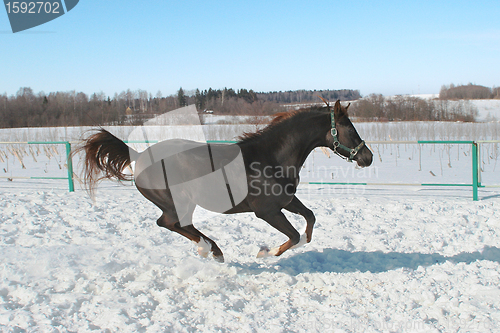 Image of Skipping horse.