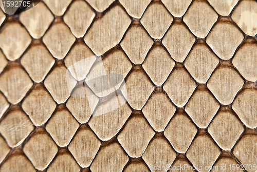 Image of Snake leather texture