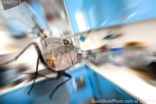 Image of housefly  Flying in kitchen