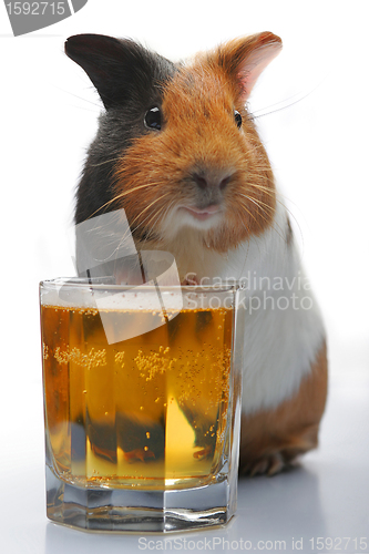 Image of guinea-pig and beer