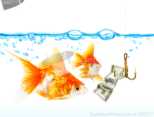 Image of Gold small fishes under water 