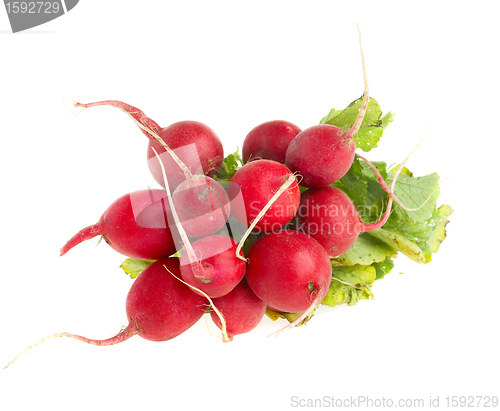 Image of radish