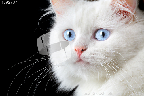 Image of Portrait of a white cat 