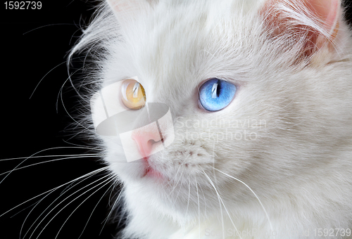 Image of Portrait of a  varicoloured eyes white cat