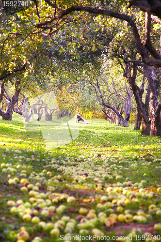 Image of Garden and apples