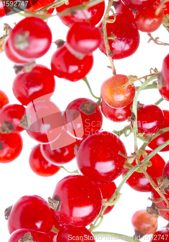 Image of fresh currant