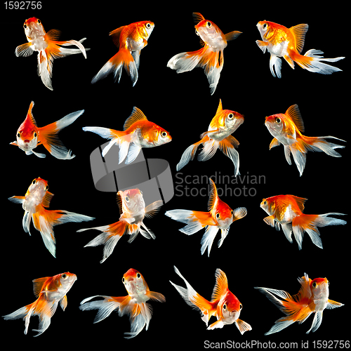 Image of sixteen goldfishs