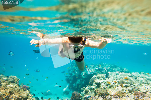 Image of Snorkeler. Red sea