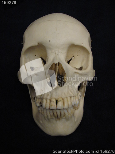 Image of Frontal view, human cranium