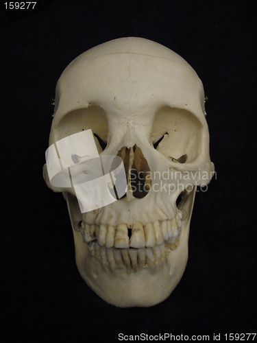 Image of Frontal view, human cranium
