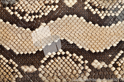 Image of Snake leather texture