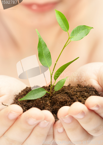 Image of Young plant in hands of the person