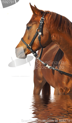 Image of Portrait of a horse of brown color.