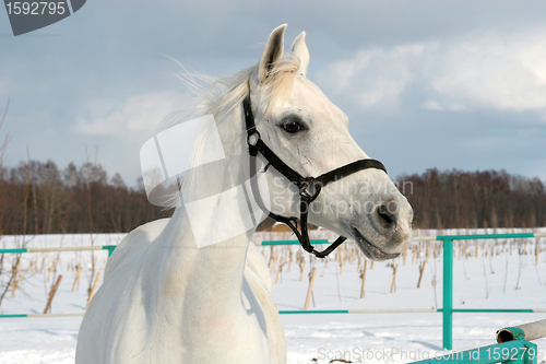 Image of White horse