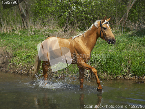 Image of Horse in water 