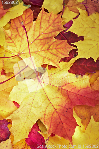 Image of fallen maple multi-coloured leaves