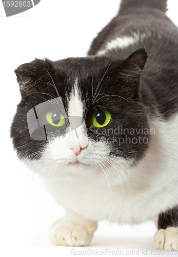 Image of Portrait of a cat with yellow eyes