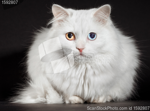 Image of varicoloured eyes white cat