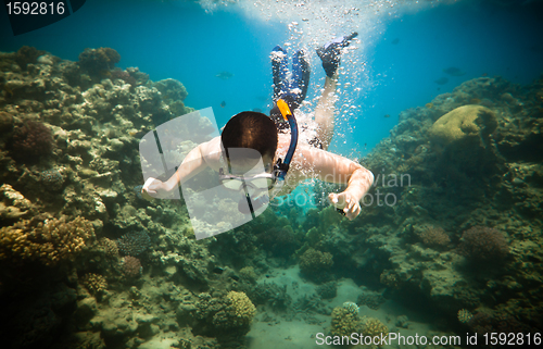 Image of Snorkeler. Red sea