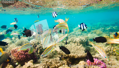 Image of Tropical Coral Reef. Red sea