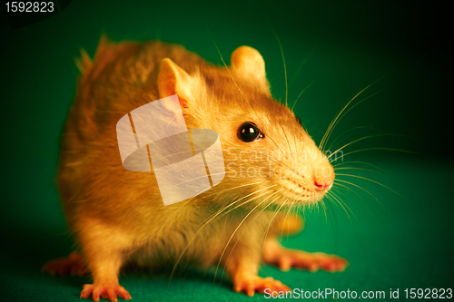 Image of Rat on a green background