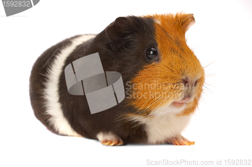 Image of Portrait of a Guinea-pig