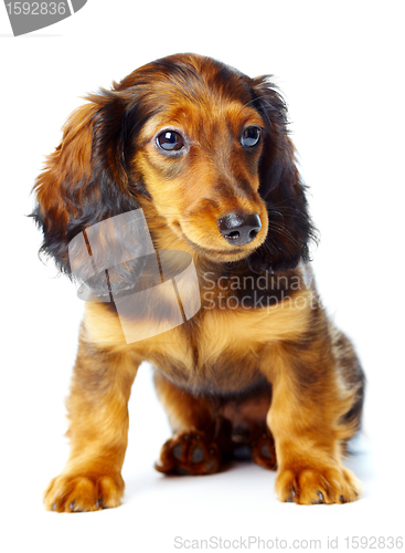 Image of puppy dachshund