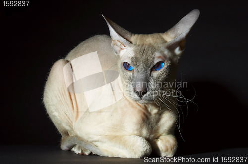 Image of Cat of breed "sphynx", on a black background