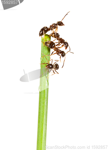 Image of Ants
