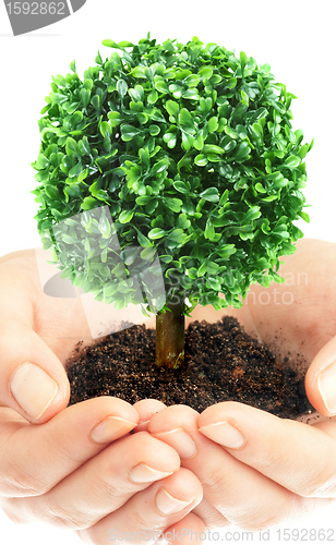 Image of Human hands and tree