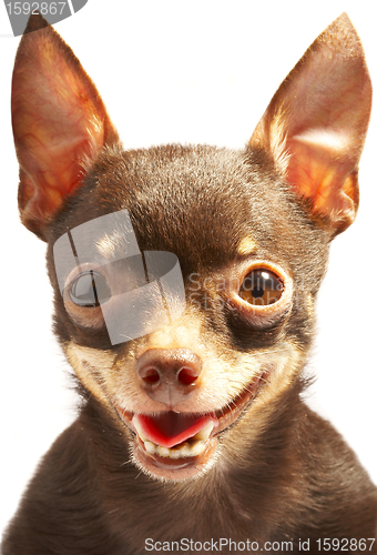 Image of Russian toy-terrier.Ridiculous dog