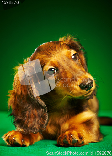 Image of puppy dachshund