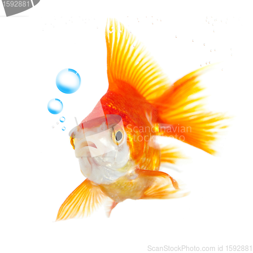 Image of goldfish and bubbles