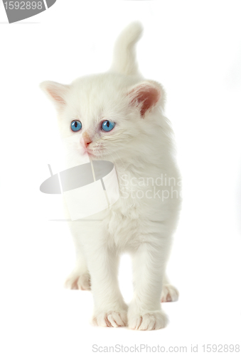 Image of White kitten with blue eyes.
