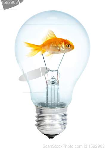 Image of Gold small fish in light bulb